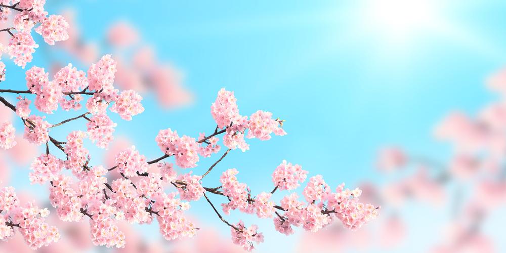 梵卉花艺